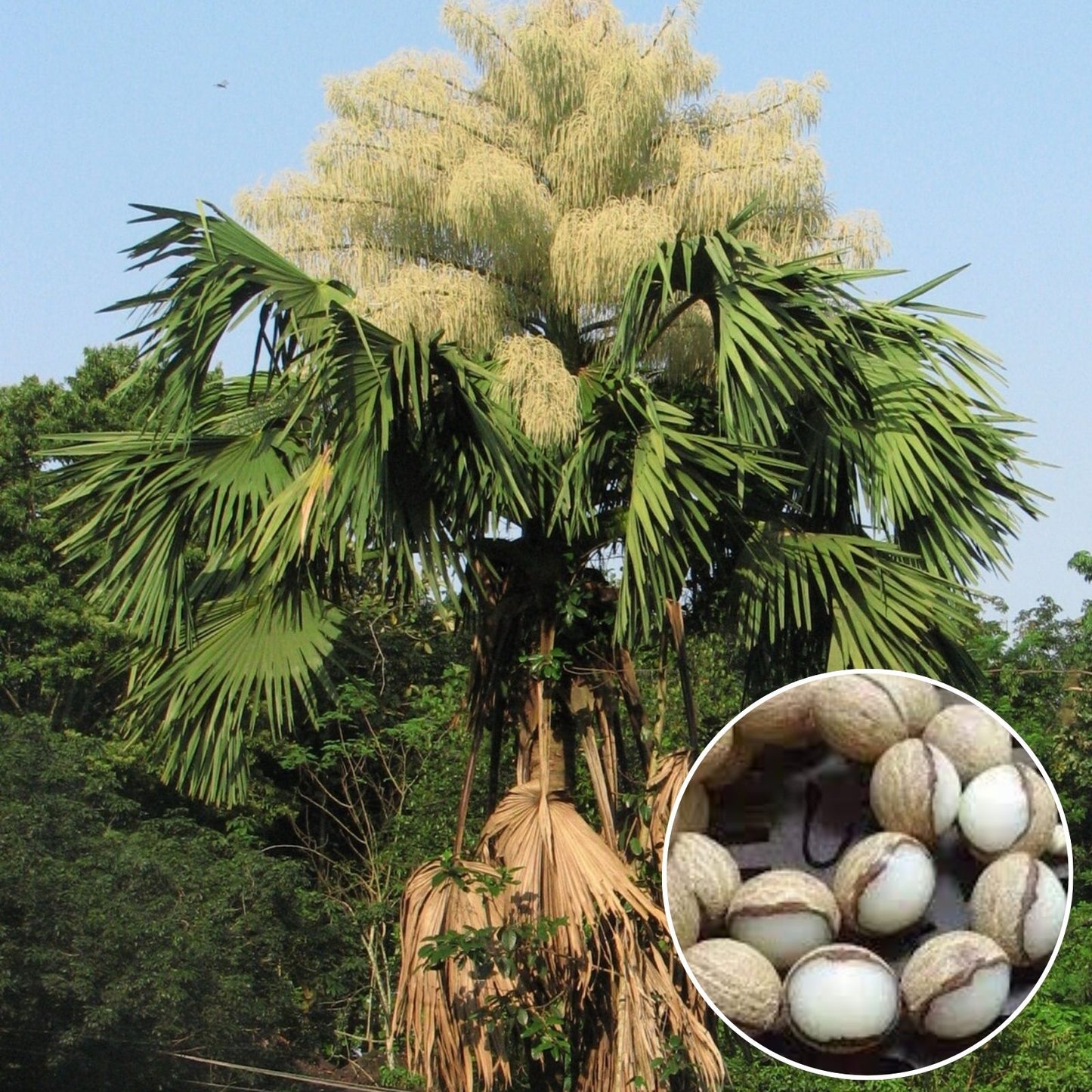 Natural Palm Plant Seeds – Tasbih Islamic Prayer Beads